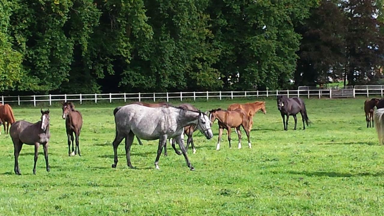 Gites De La Maison Du Haras Beuvron-en-Auge Buitenkant foto